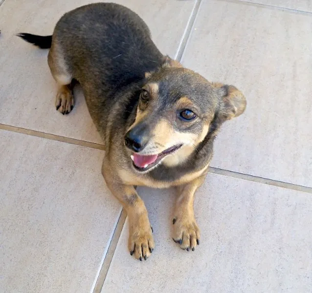 Cachorro ra a PINSCHER  idade 6 ou mais anos nome TIN 