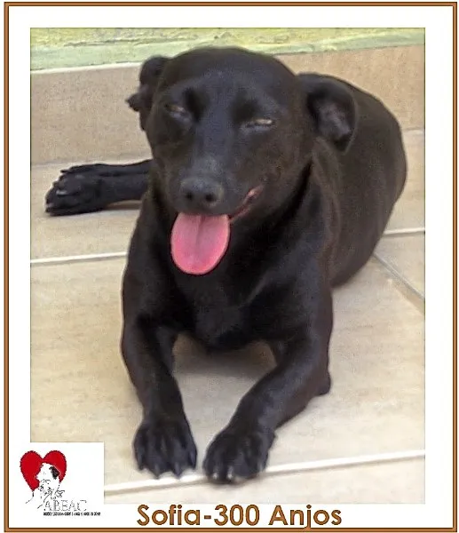 Cachorro ra a SRD idade 5 anos nome SOFIA