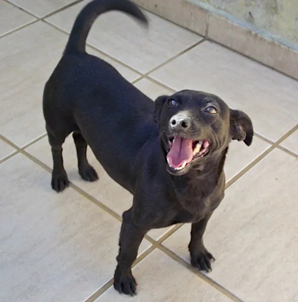 Cachorro ra a SRD idade 5 anos nome SOFIA