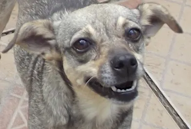 Cachorro ra a SRD idade 6 ou mais anos nome NELY PEQUENINA