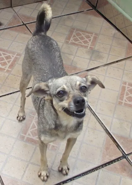 Cachorro ra a SRD idade 6 ou mais anos nome NELY PEQUENINA
