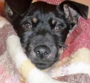 Cachorro raça srd idade 7 a 11 meses nome Julinho