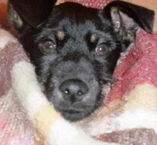 Cachorro ra a srd idade 7 a 11 meses nome Julinho