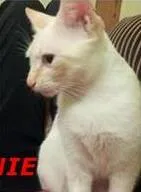 Gato raça srd idade 1 ano nome Manu e Melanie