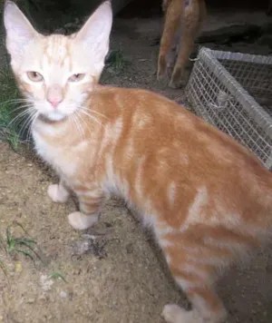 Gato raça srd idade 7 a 11 meses nome Michael