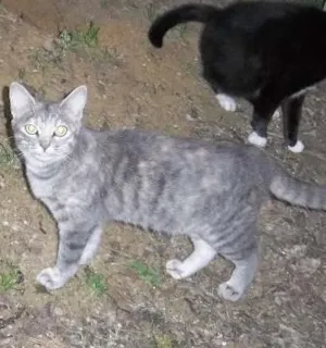 Gato raça srd idade 7 a 11 meses nome Micaela