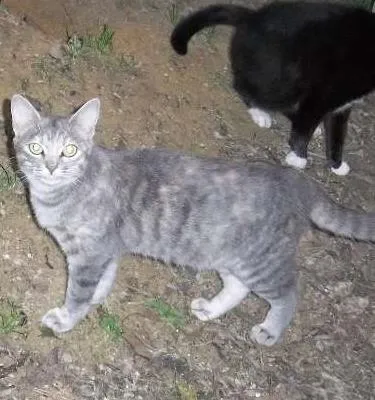 Gato ra a srd idade 7 a 11 meses nome Micaela