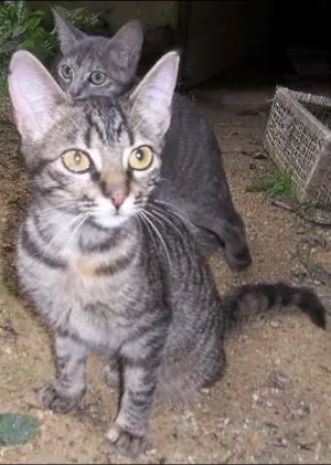 Gato raça srd idade 7 a 11 meses nome Mona