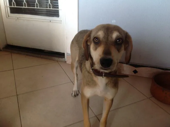 Cachorro ra a Srd idade 2 anos nome Mami