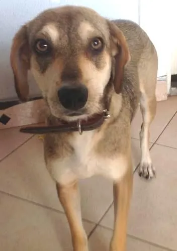 Cachorro ra a Srd idade 2 anos nome Mami