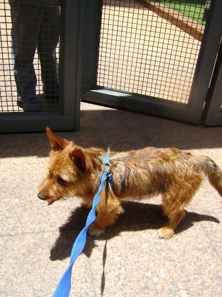 Cachorro raça SRD idade 7 a 11 meses nome jimi