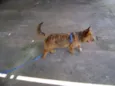 jimi