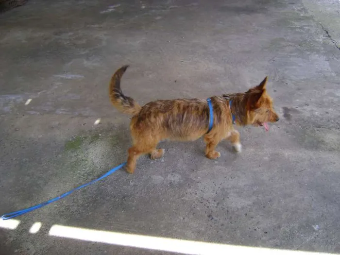 Cachorro raça SRD idade 7 a 11 meses nome jimi
