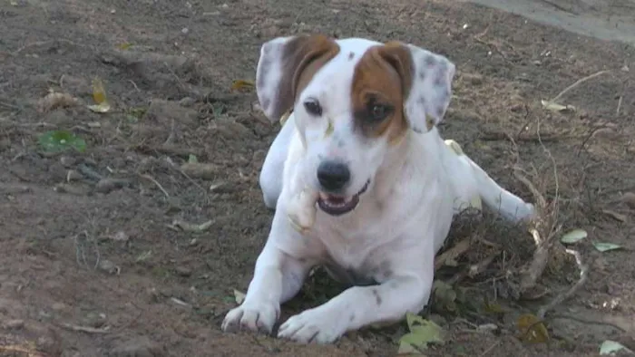 Cachorro ra a TERRIER BRASILEIRO idade 1 ano nome TECO