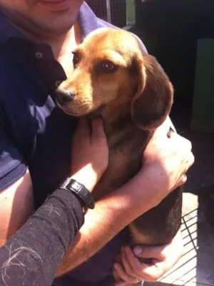 Cachorro raça Basset-Cofap Misturado idade 1 ano nome Não possui