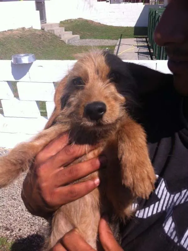 Cachorro ra a SRD idade 2 anos nome Não possui