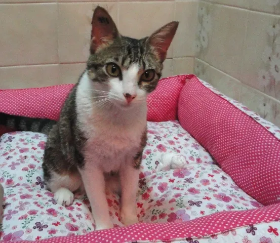 Gato ra a SRD idade 7 a 11 meses nome Hilda