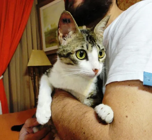 Gato ra a SRD idade 7 a 11 meses nome Hilda