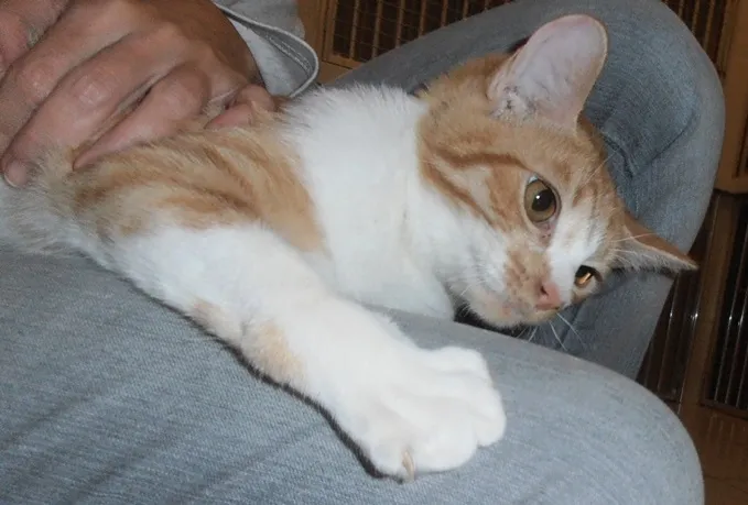 Gato ra a srd idade 2 a 6 meses nome Pamonha