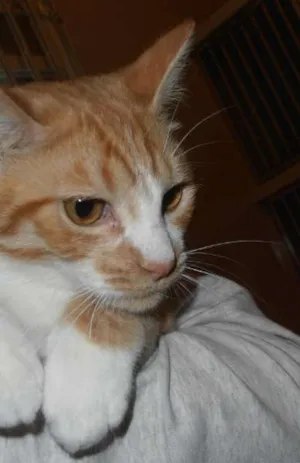 Gato raça srd idade 2 a 6 meses nome Pamonha