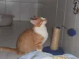 Pamonha