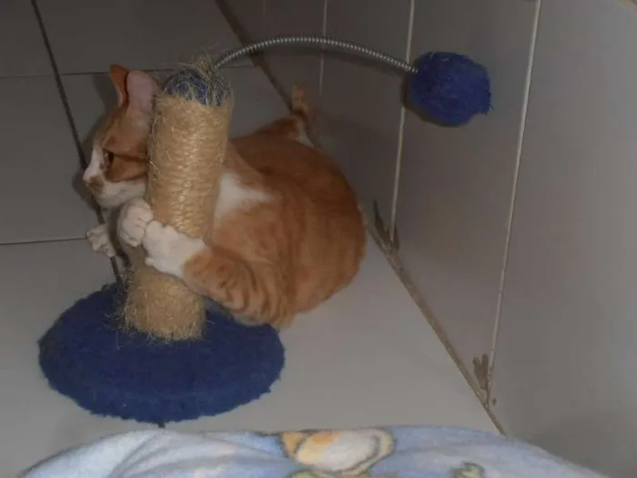 Gato ra a srd idade 2 a 6 meses nome Pamonha