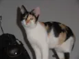 JellyBeans
