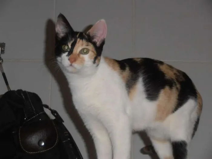 Gato ra a srd idade 2 a 6 meses nome JellyBeans