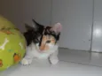 JellyBeans