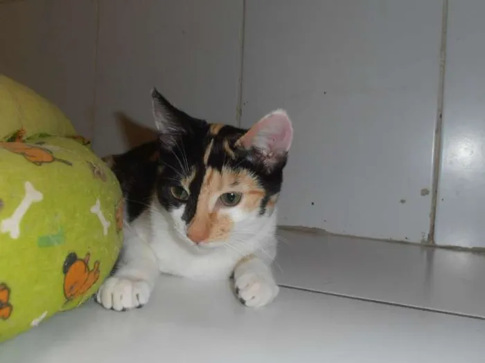 Gato ra a srd idade 2 a 6 meses nome JellyBeans