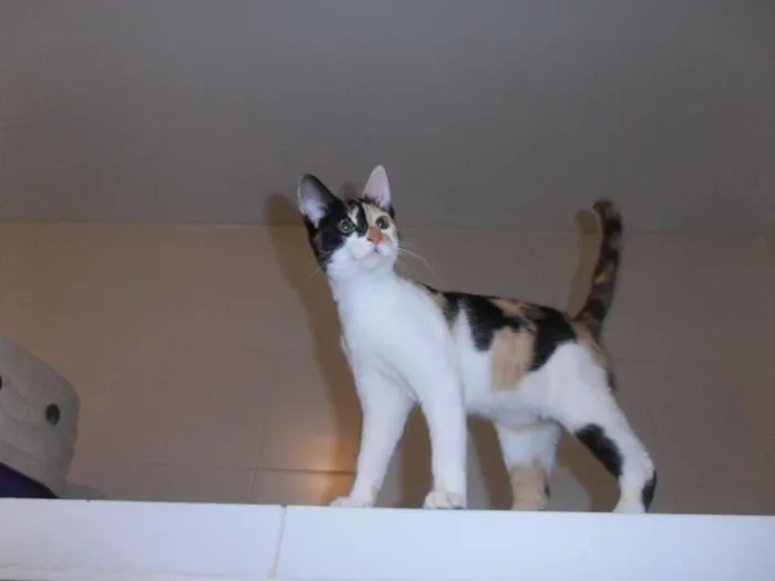 Gato ra a srd idade 2 a 6 meses nome JellyBeans