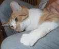 Pamonha