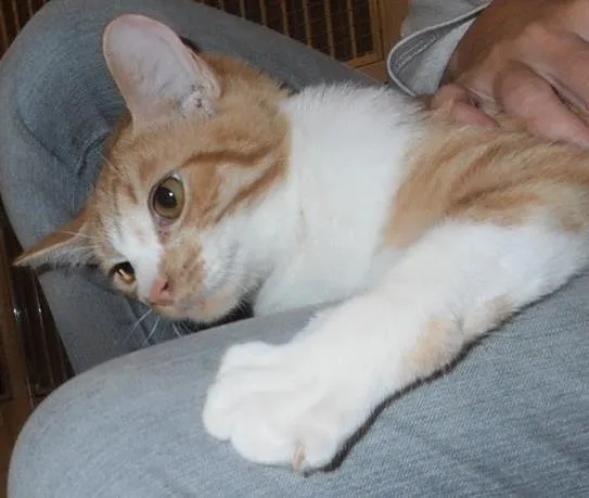 Gato ra a srd idade 2 a 6 meses nome Pamonha