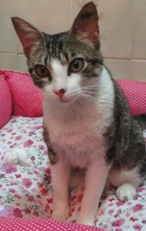 Gato raça SRD idade 7 a 11 meses nome Hilda