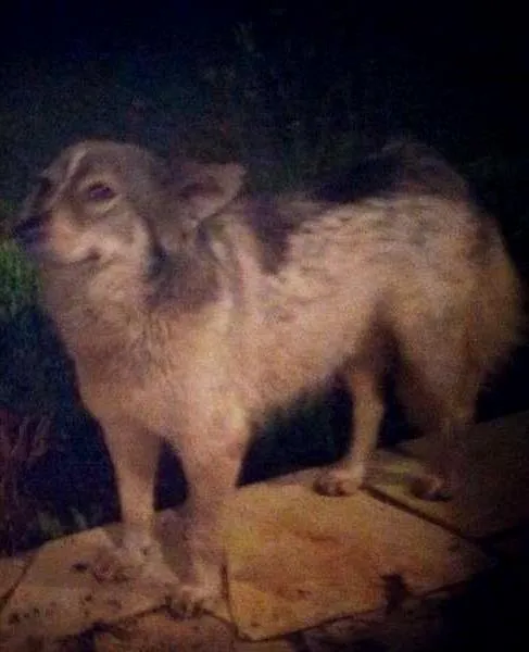 Cachorro ra a Border Collie idade 1 ano nome Não possui