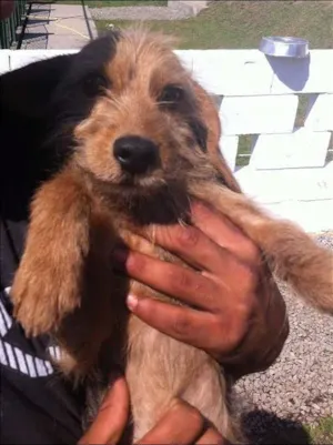 Cachorro raça SRD idade 2 anos nome Não possui
