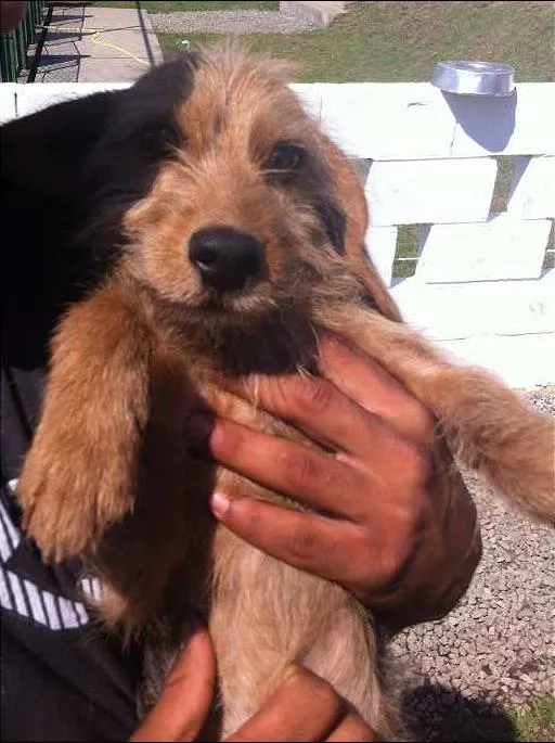 Cachorro ra a SRD idade 2 anos nome Não possui