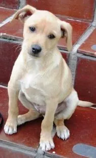 Cachorro ra a SRD idade 2 a 6 meses nome BART