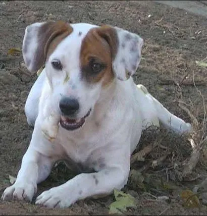 Cachorro raça TERRIER BRASILEIRO idade 1 ano nome TECO
