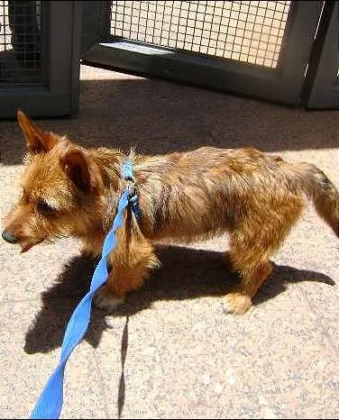 Cachorro raça SRD idade 7 a 11 meses nome jimi