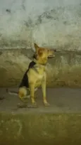 tico
