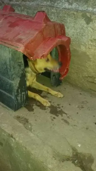 Cachorro ra a SRD idade 4 anos nome tico