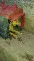 tico