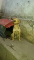 tico