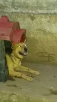 tico