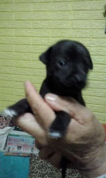 Cachorro ra a Vira Lata idade Abaixo de 2 meses nome totós