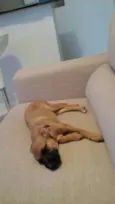 Mel