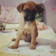 Mel