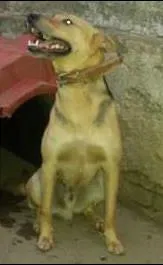 Cachorro ra a SRD idade 4 anos nome tico