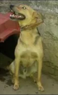 tico